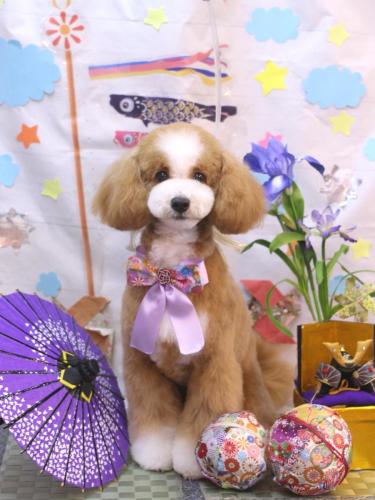 20240519あしゅくん